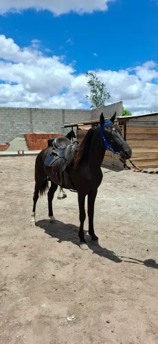 Cavalo Preto Marcha Picada