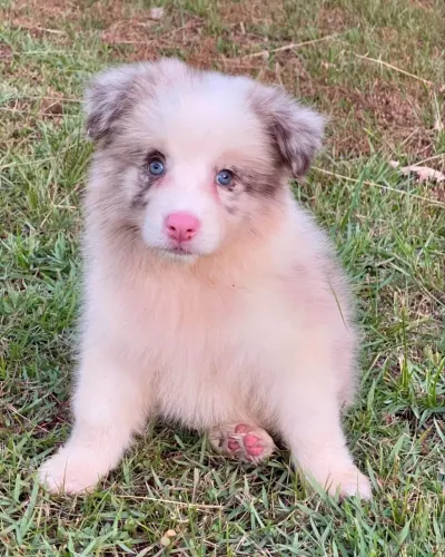 Filhote border collie, Dê Um Lar e Tenha Amor Para Sempre!