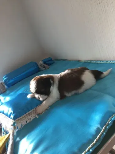Filhote Shih Tzu - Lindíssimo no meio das almofadas azuis 