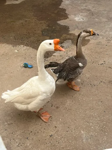 Ganso macho e fêmea