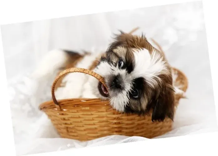 Shih-Tzu Pequeno Dourado Macho - Companhia Perfeita Para o Dia a Dia!