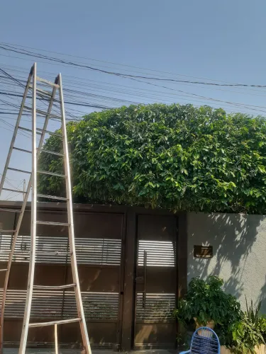 Jardineiro poda de avrer e Roçada de grama watzp *