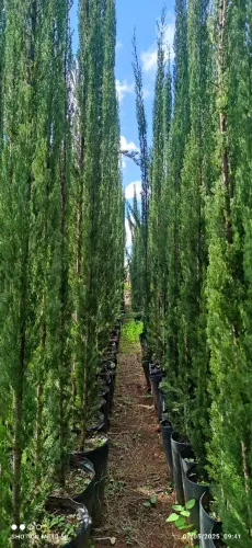 Cipreste italiano tuia vela de piramidales para jardim