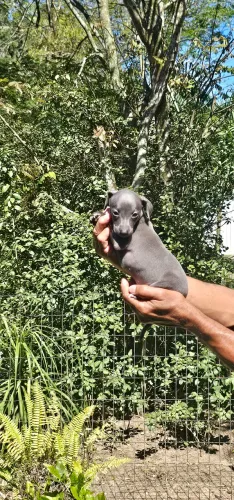 Galgo Italiano Cinza - Puro Glamour 