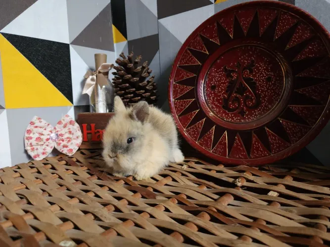 Lindos Filhotes Disponíveis Mini Lion Head Mini Coelhos 