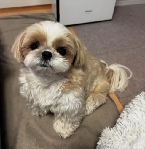 Filhote Shih Tzu, Lealdade, Carinho e Muitas Brincadeiras em Um Só Pacote!