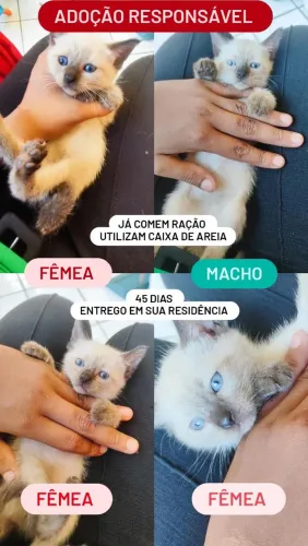 Gato macho/fêmea
