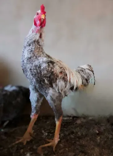 Frango/Galo Índio Gigante