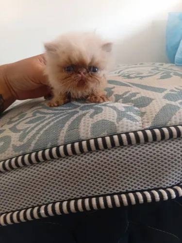 Vende-se gatos persas