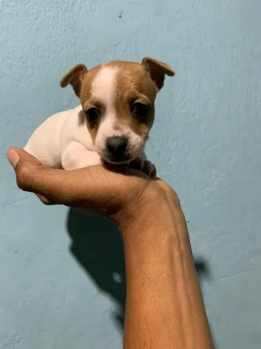 Pinscher macho