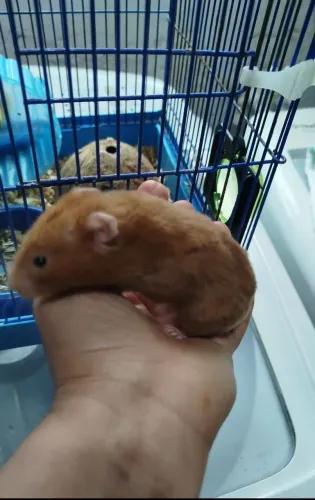 Hamsters + Gaiola de Trasporte.