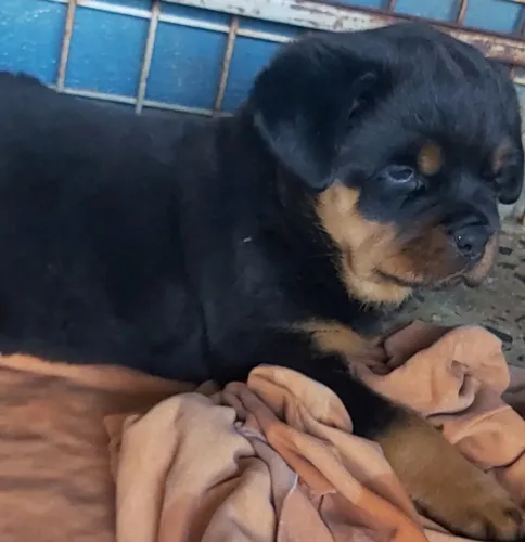 Femea de Rottweiler 
