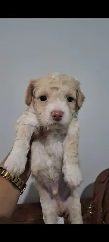 Cachorro ?