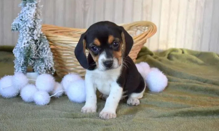 ? Último Beagle