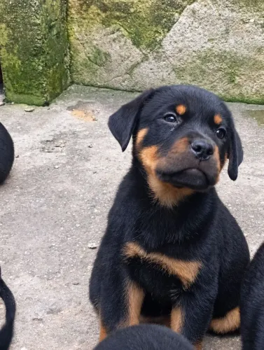 Filhotes de rottweiler disponível