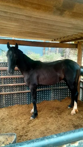 Poutro de 3 anos