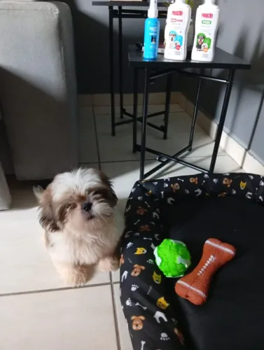 Shih Tzu