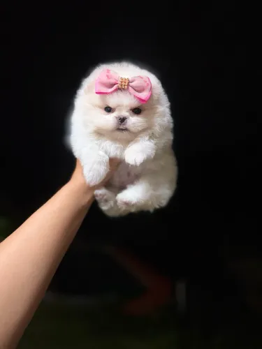 SPITZ ALEMÃO ANÃO!!!