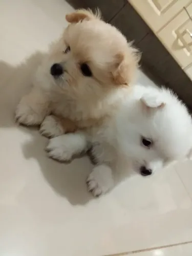 LINDOS FILHOTES DE LULU DA POMERANIA A VENDA