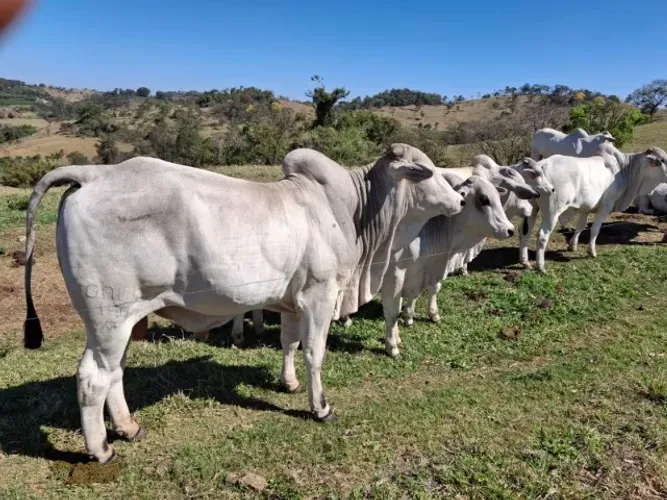 Touros e tourinhos nelore