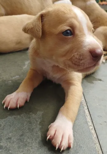 Filhote Pitbull (fêmea) 