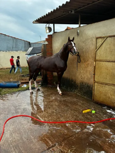 Cavalo mangalarga paulista
