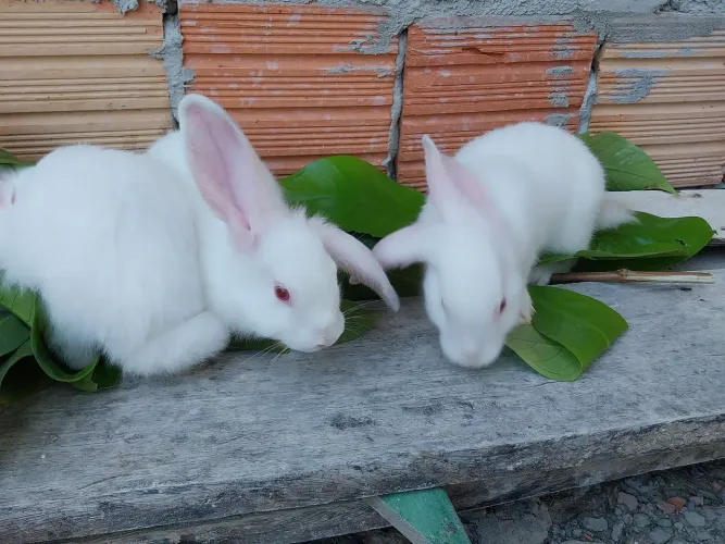 Coelhos