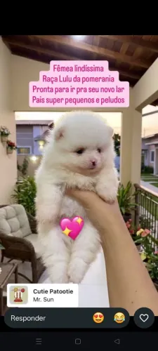 Lulu da pomerana