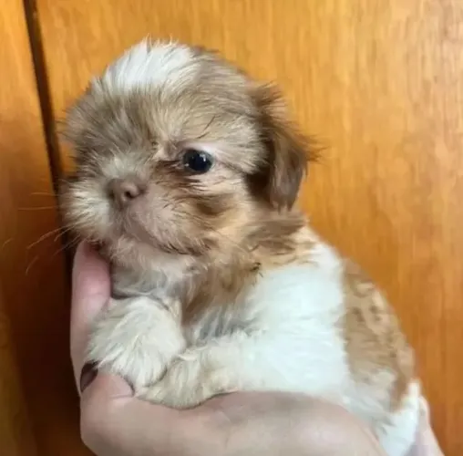 Shih Tzu Filhotes com Suporte Total