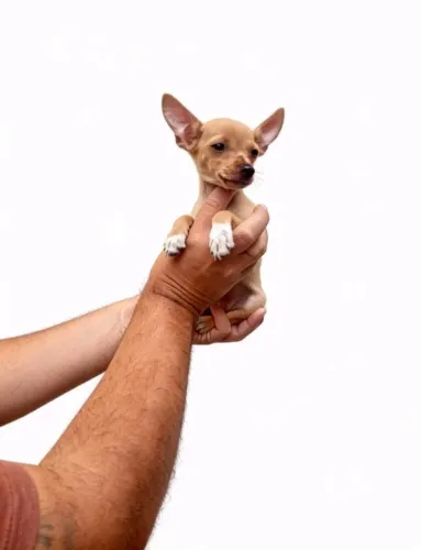 Pinscher macho encantador esperando por você