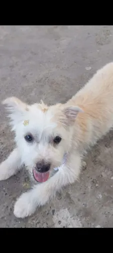 DOA - SE FILHOTE  6 meses de vida dócil 