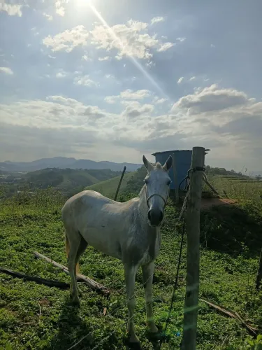 Égua macha picada , muito boa para as cavalgada , para mais informação, *