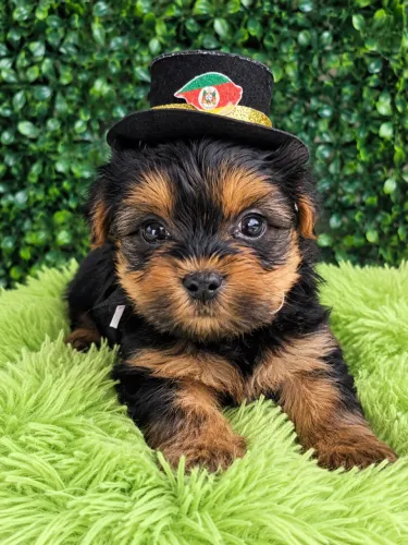FILHOTE DE YORKSHIRE