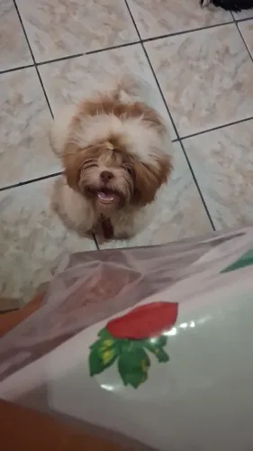 Vende-se shitzu macho 8 meses