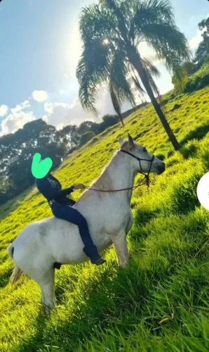 Vende-se cavalo