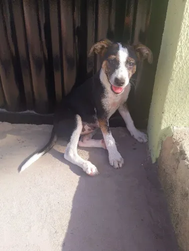 Filhote cachorro adoção 