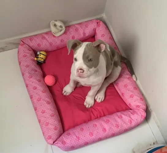 Vende-se filhote American bully fêmea 
