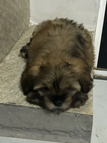 Filhote de Lhasa Apso Macho