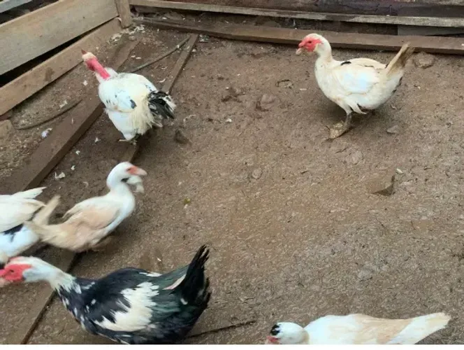 Patos e patas 