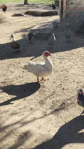 Pato