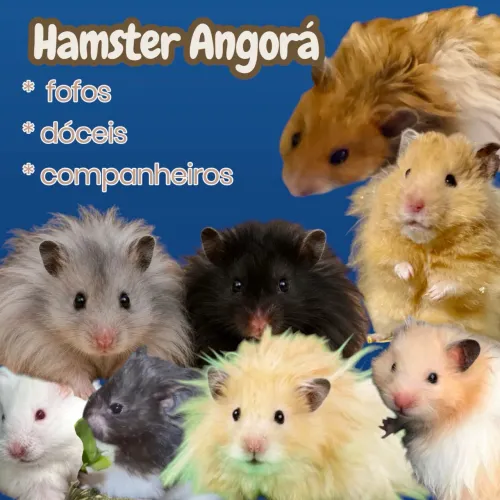 Hamster angora ( filhotes - cores variadas) sirio peludo 