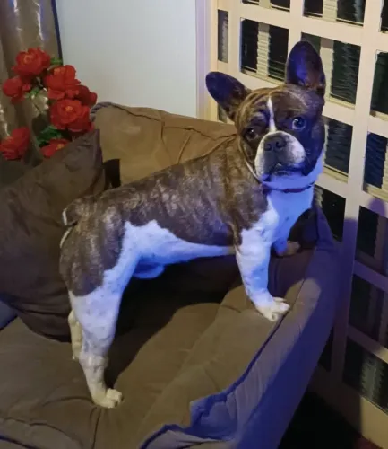 Animais de estimação