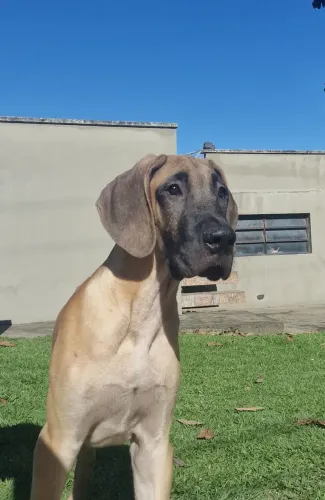 Dogue Alemão dourado macho filhote