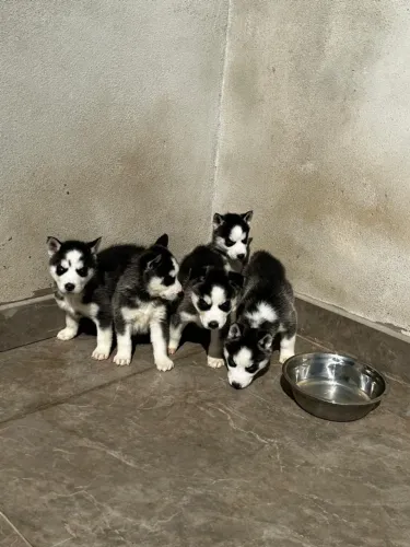 Filhotes de Husky Siberiano