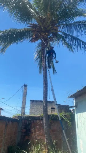 Poda de árvore 