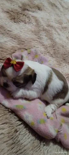 Shitzu fêmea mini vacinada e saudável 