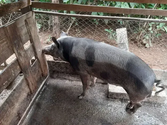 Porco