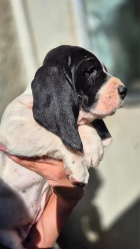 Vendo Basset Hound