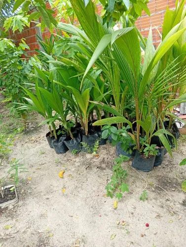 vendo mudas de coqueiro bater $10.Aquiraz