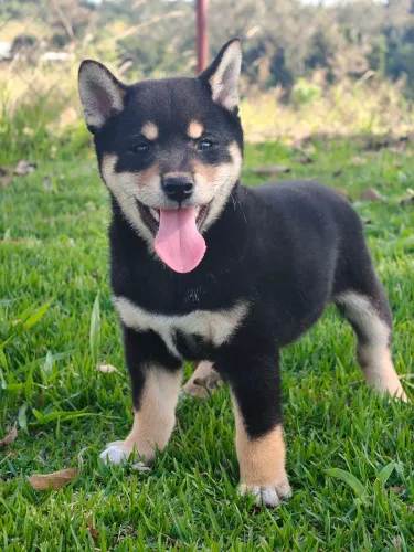 Shiba Inu disponíveis